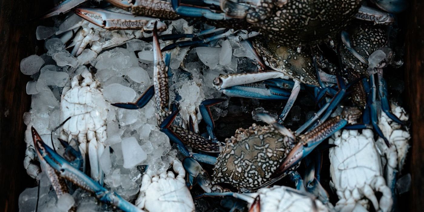 Ketam Halal atau Haram? Jenis Ketam, Fatwa dan Hukum Mazhab