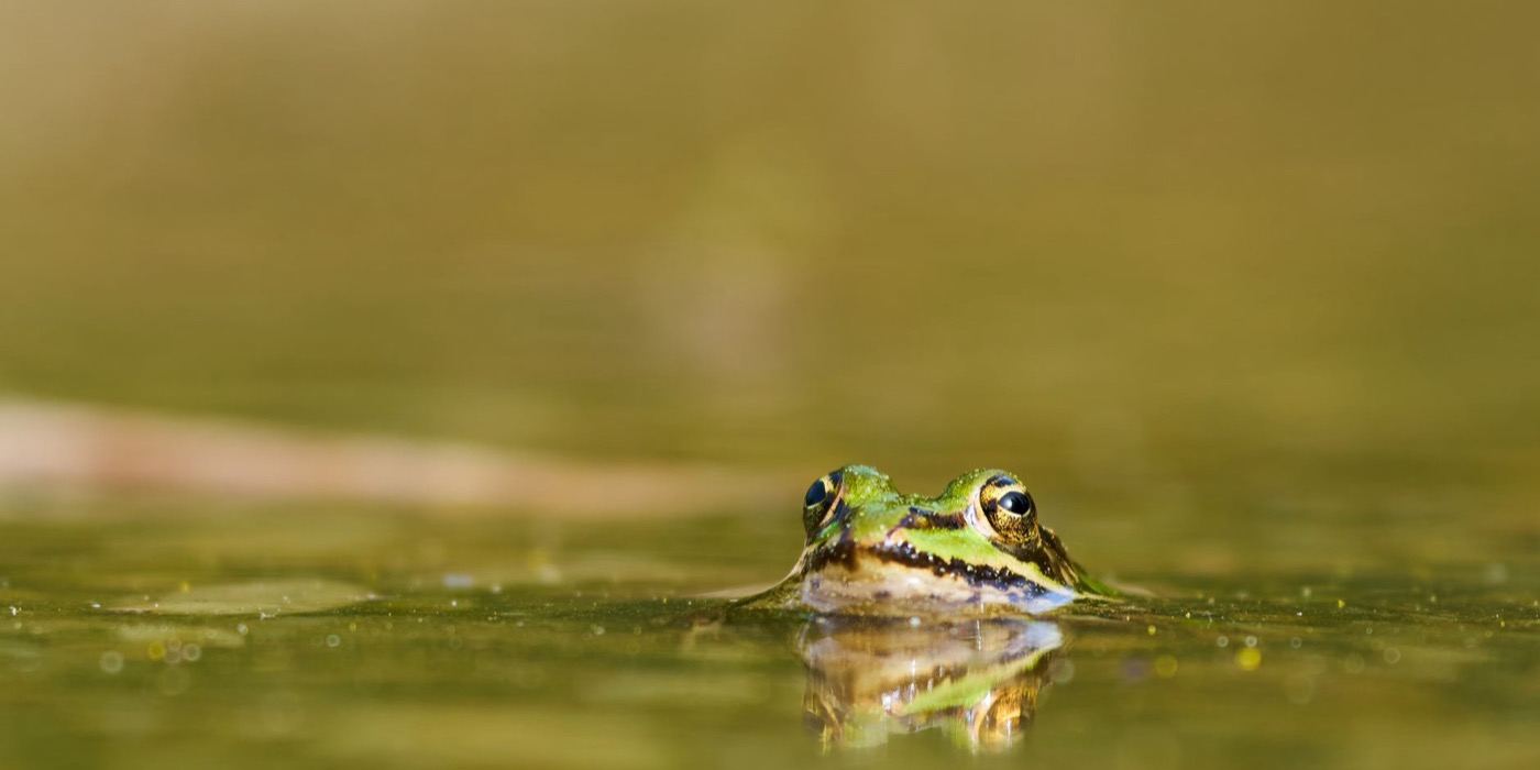 Reptilia dan Amfibia Halal atau Haram: Labi-labi, Buaya, Ular, Katak