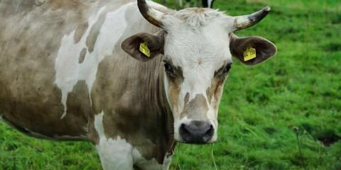 Lembu di padang rumput
