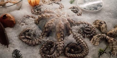 Pelbagai seafood segar